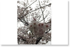 咲き誇る桜1