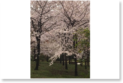 咲き誇る桜2